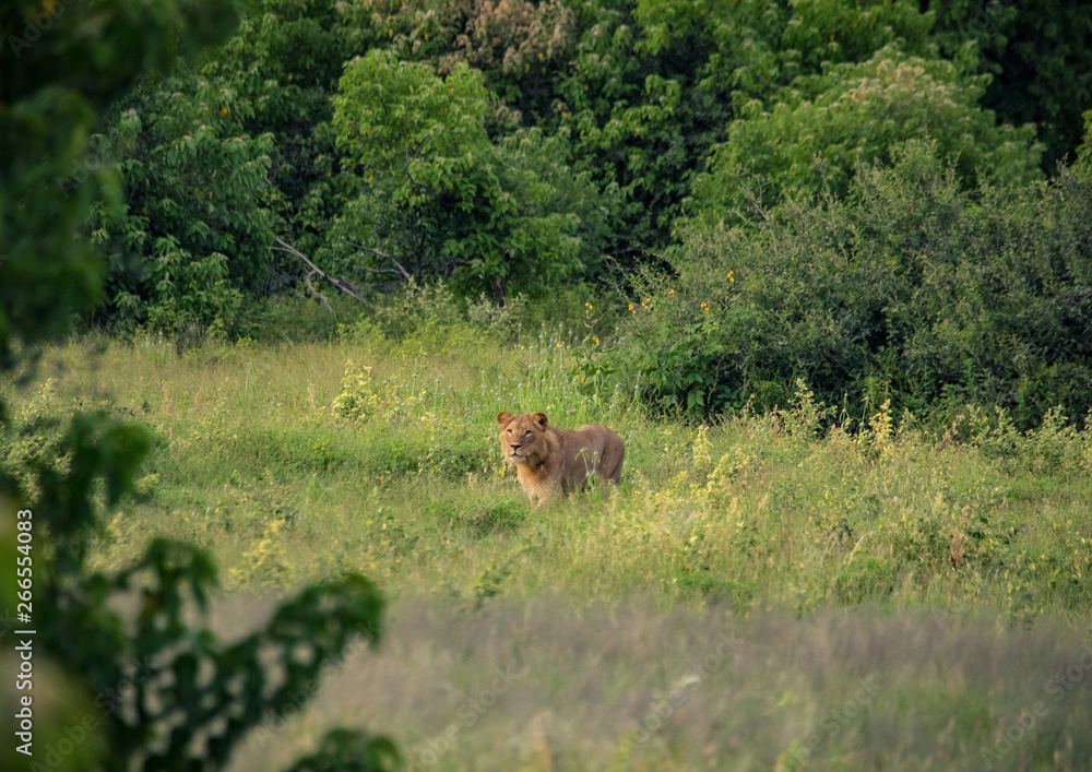 Young african Lion on the hunt in the Chobe Nationalpark in Botswana Young african Lion on the hunt in the Chobe Nationalpark in Botswana