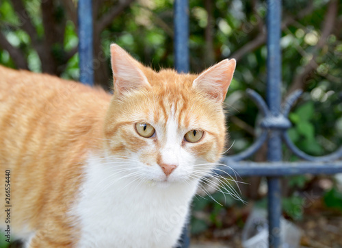 cat in the garden