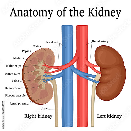 Anatomy of the Kidney