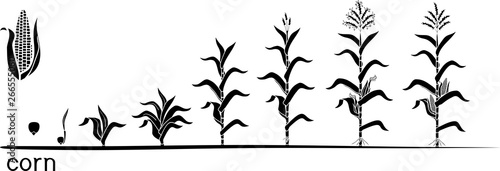 Life cycle of corn (maize) plant. Growth stages from seed to flowering and fruiting plant isolated on white background