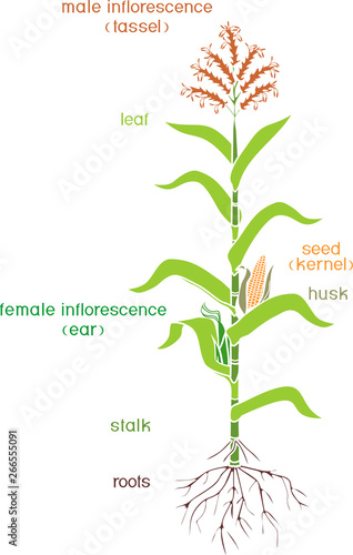 Parts of plant. Morphology of corn (maize) plant with green leaves, root system, fruits and flowers isolated on white background with titles