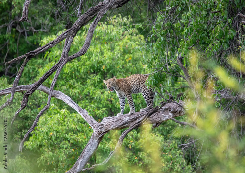 Fotografie Leopard in a tree in the Chobe Nationalpark in Botswana