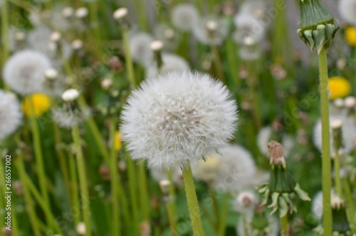 dmuchawce, kwiat, zółty, charakter, jary, gras, zieleń, roślin, lato, makro, flora, hayfield, bliska, chwast, beuty, jardin, piękne, kwitnienie, kwiatowy, pola, pora roku