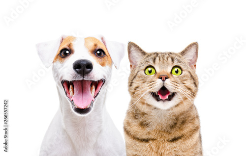 Portrait of cute dog Jack Russell Terrier and cheerful cat Scottish Straight isolated on white background © sonsedskaya