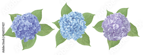 Blue, purple, sapphirine flower of hydrangea, mophead, lacecap, panicle. Seasonal plants, leaf and herbs big vector collection.All elements are isolated