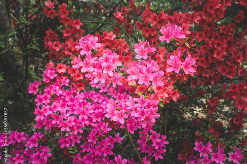 flowers in the garden