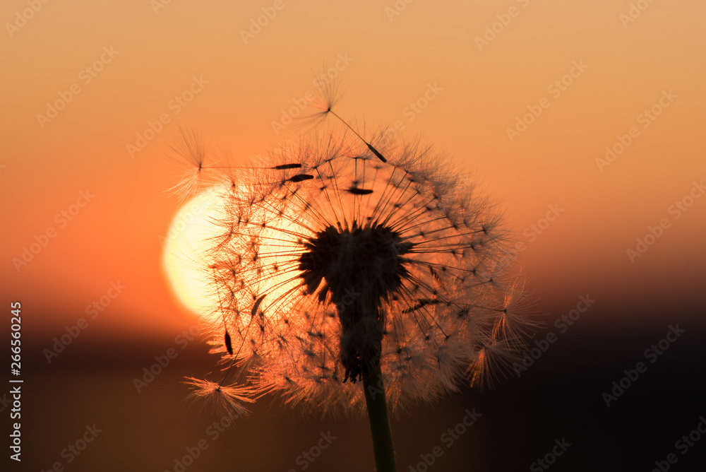 Silhouette of a dandelion on a background of a sunset in summer
