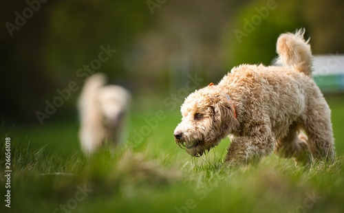 The Cockapoo