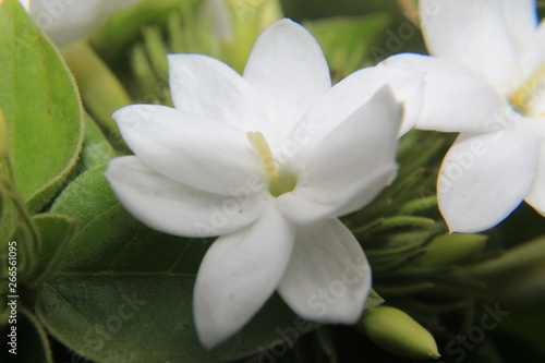 Whitestar jasmine flower  blooming in garden,closeup.Common names confederate jasmine, southern jasmine, Trachelospermum jasminoides, confederate jessamine, and Chinese star jasmine. photo