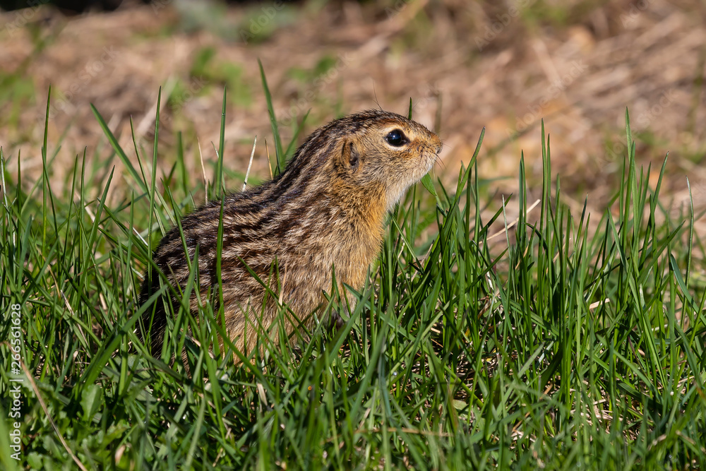 Thirteen-lined ground squirrel feeding on prairie grasses and flowers Thirteen-lined ground squirrel feeding on prairie grasses and flowers