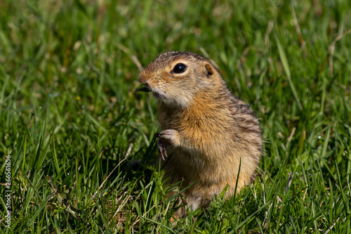 Thirteen-lined ground squirrel feeding on prairie grasses and flowers © Denny