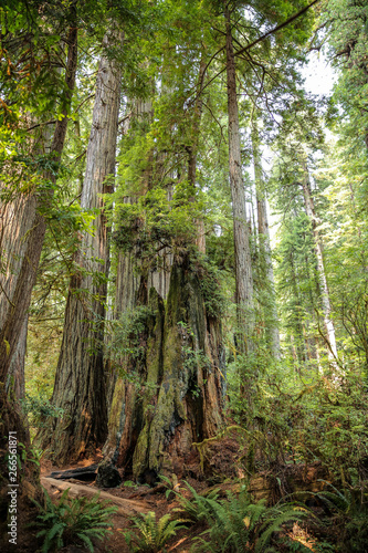 Big green tree forest trail at Redwoods national park spring 