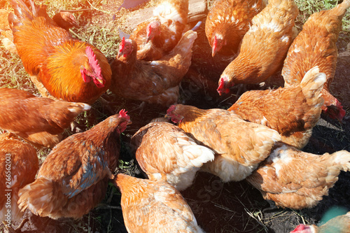 A group of colorful domestic chickens peck for feed on the ground