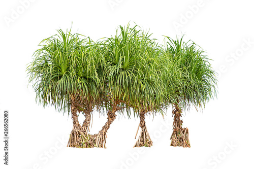 Isolated Bright green tree or Pandanus tectorius on a white background with clipping path.