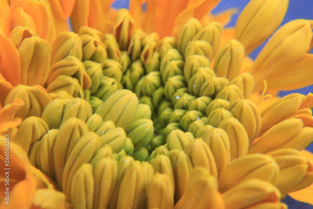 Fototapeta premium Orange marigold macro
