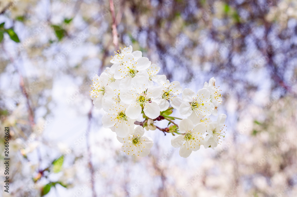 Cherry blossoms tree background Cherry blossoms tree background