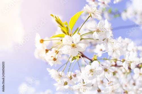 Cherry blossoms tree background