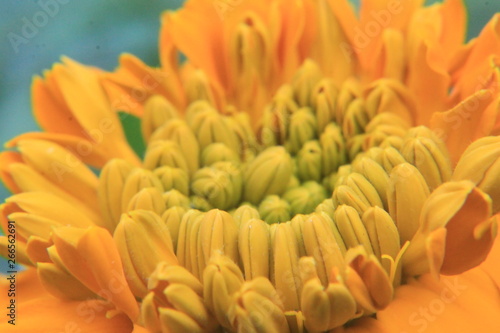 Orange marigold macro