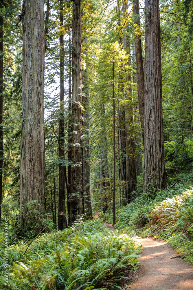 Obraz premium Big green tree forest trail at Redwoods national park spring 
