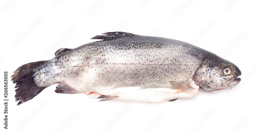 Rainbow Trout on a White Background Rainbow Trout on a White Background