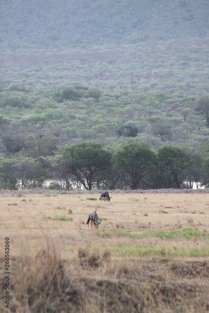 wildebeest savannah