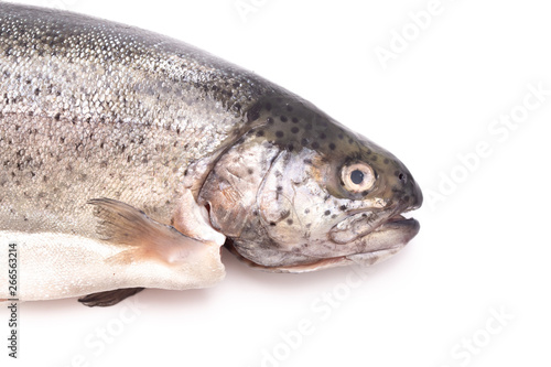 Rainbow Trout on a White Background