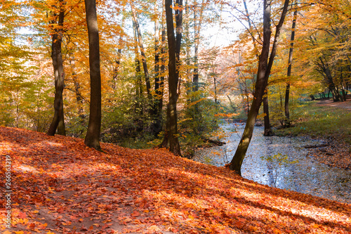 Autumn landscape of the forest on the shore of the lake