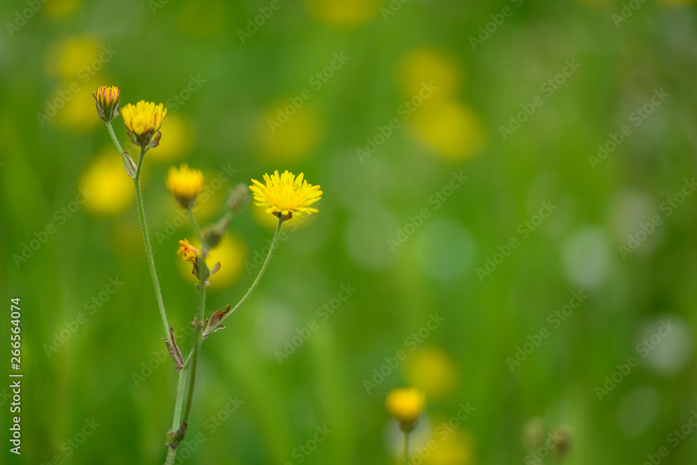 Fototapeta premium wild flowers on blurred background