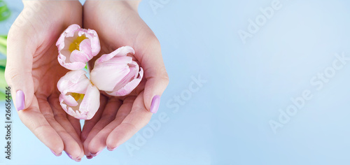 Female hands with purple manicure hold tulips.