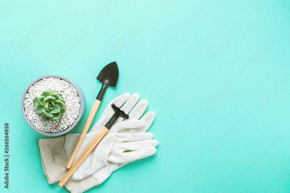 planting succulents in pot with mitten and hoe on colorful background with copy space planting succulents in pot with mitten and hoe on colorful background with copy space