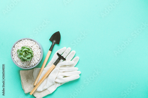 planting succulents in pot with mitten and hoe on colorful background with copy space