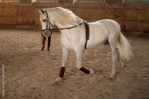 white horse training in a stable