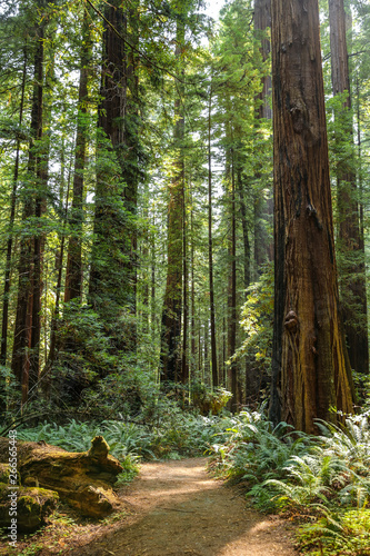 Big green tree forest trail at Redwoods national park spring 