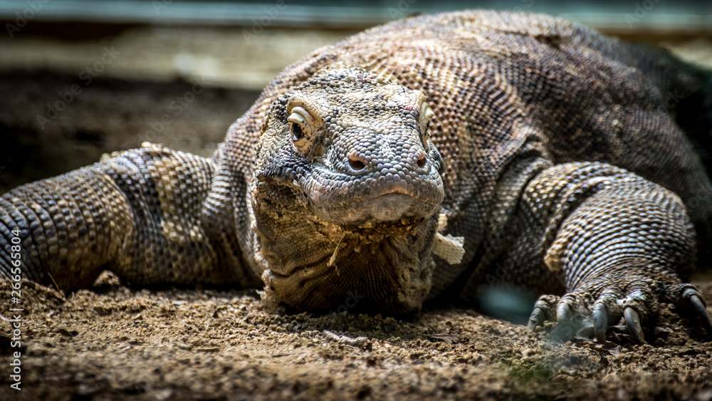 Obraz premium Komodo dragon (Varanus komodoensis)