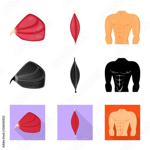 Isolated object of fiber and muscular sign. Set of fiber and body  stock symbol for web.