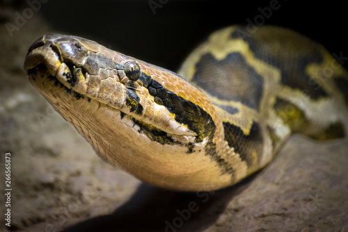 Indian rock python (Python molurus)