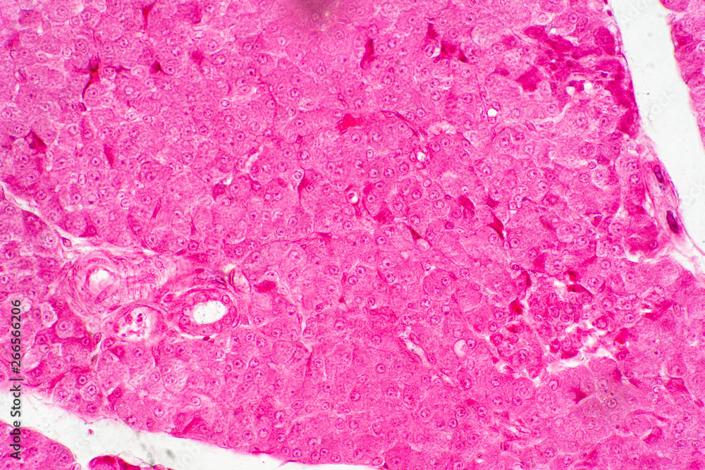 Human liver tissue under microscope view for education histology. Stock Photo Adobe Stock