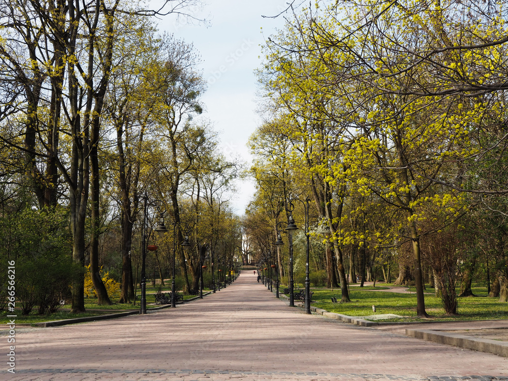 The central alley in the Kosciuszko park in Lviv in spring
