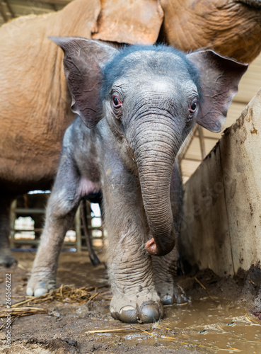 Photography elephant in the zoo