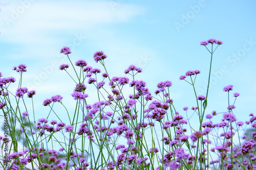 Verbena bonariensis flowers in field and nature background photo