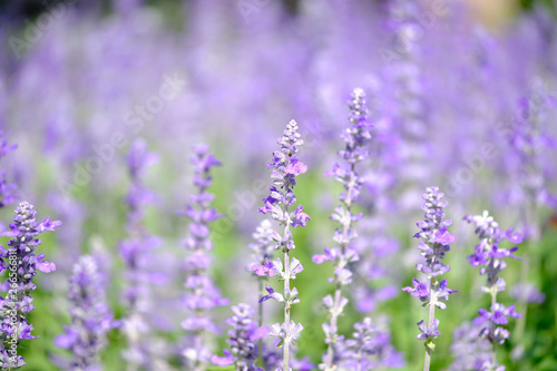 Purple salvia flowers