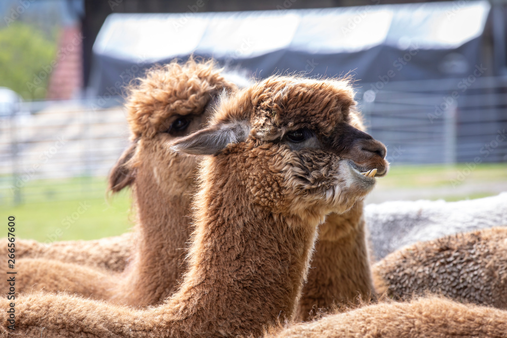 Obraz premium flock of alpacas
