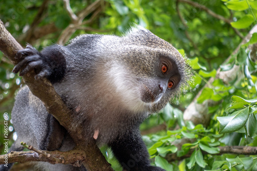 Fototapeta Naklejka Na Ścianę i Meble -  Sykes monkey (Cercopithecus albogularis),close-up in forest. Zanzibar.