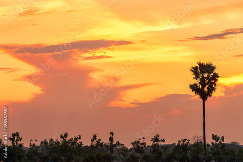 Beautiful sunset with silhouette palm trees on the twilight sky background in Thailand.