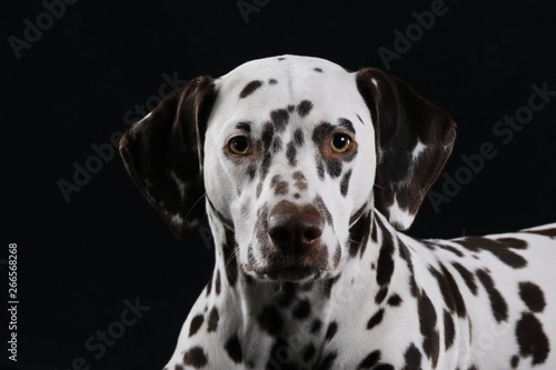 Portrait von einem leberfarbenem Dalmatiner © Petra Eckerl