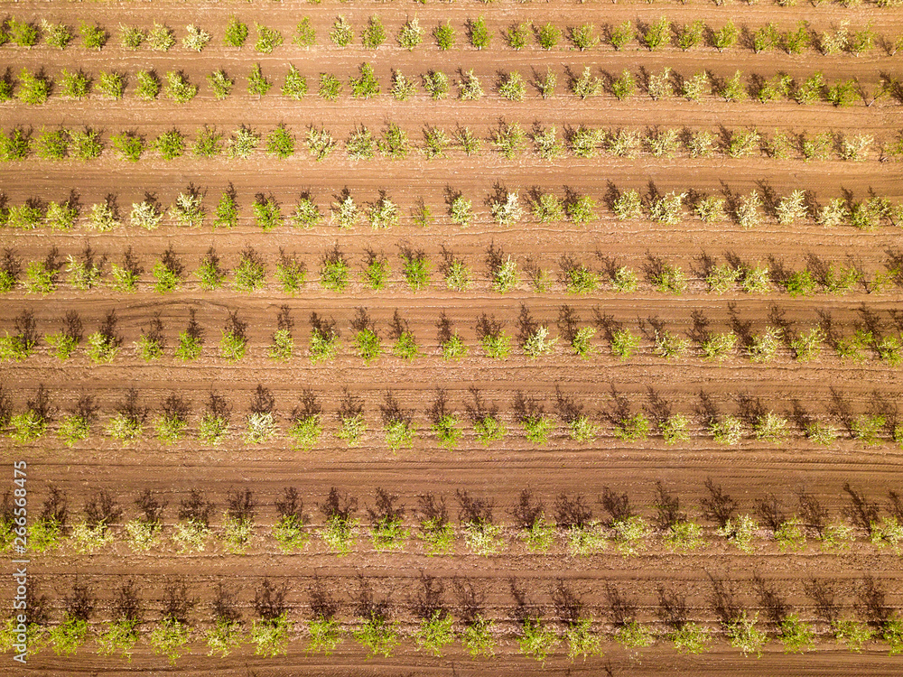 Aerial nature view. Drone view of the spring apple garden. Aerial nature view. Drone view of the spring apple garden.
