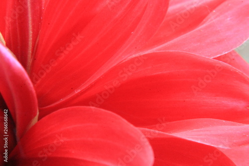 red flower petals macro