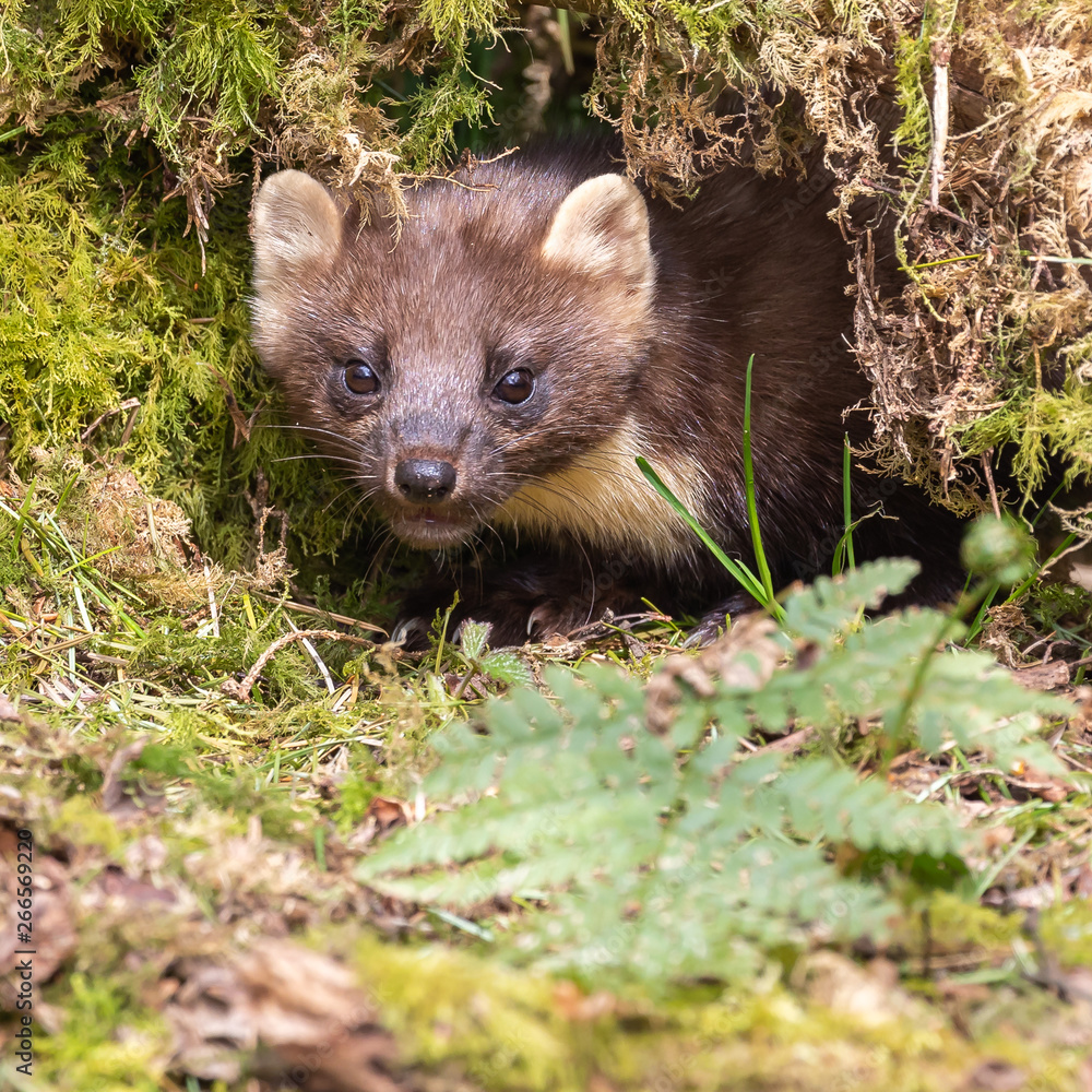 Pine Marten Pine Marten