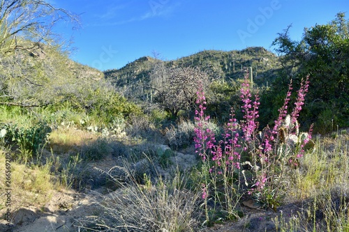 Parry's Penstemon Tortolita Mountains Marana Arizona