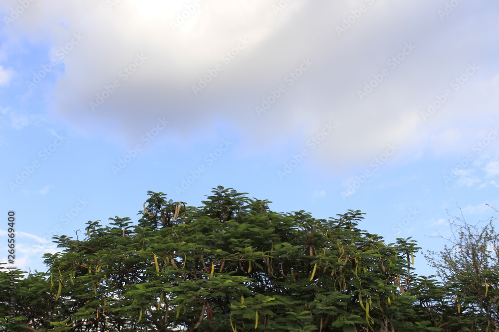 Obraz premium trees and sky